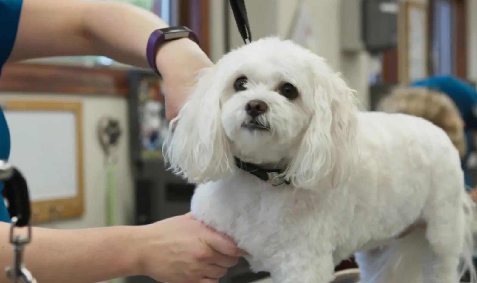 Small white dog getting groomed.